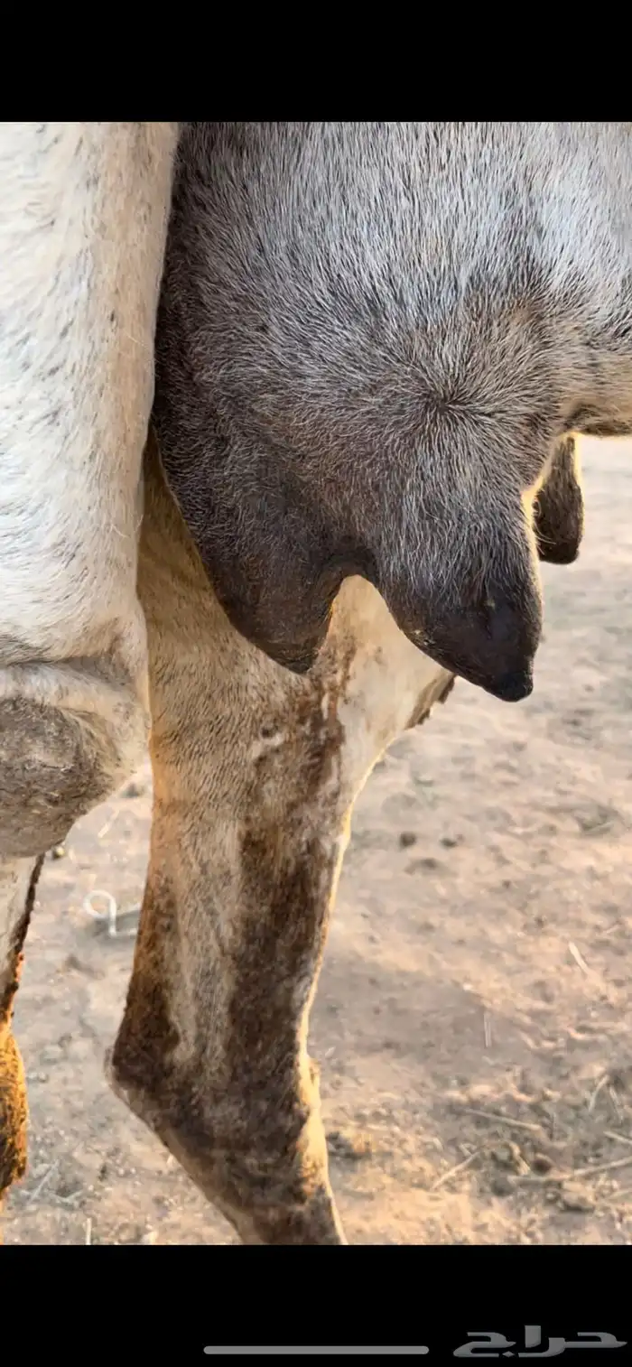 عشرا عليانيه كفووو 6