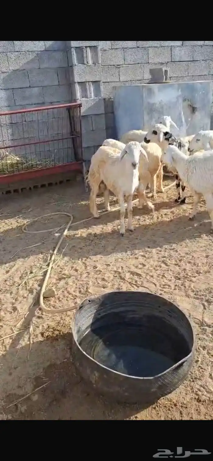 خرفان للبيع 4
