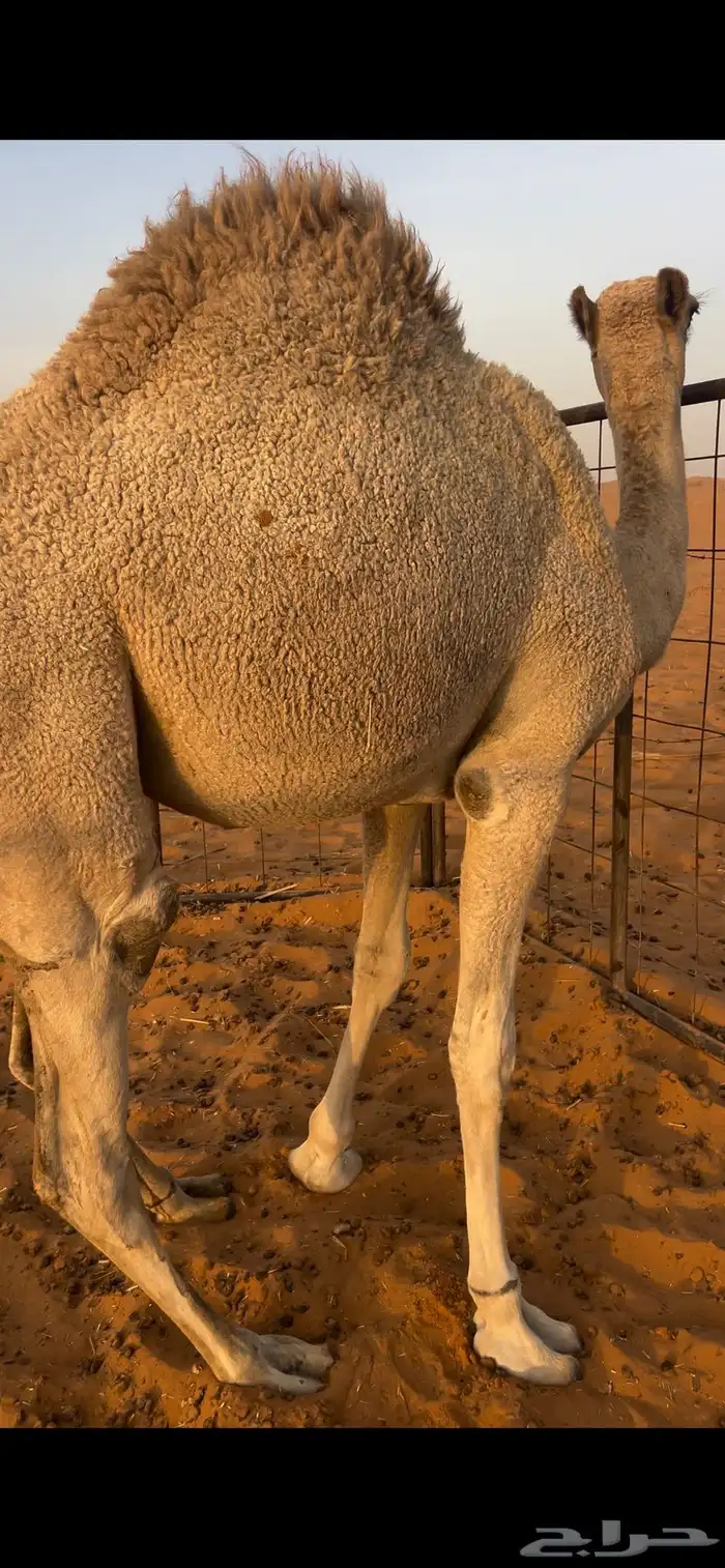 للبيع بكره قصب 2