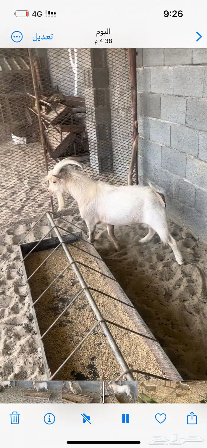 تيس قزمي فحل يضرب شرط 0
