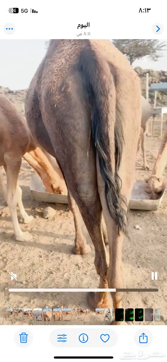 ابل للبيع عدد 14 وقعودين 2
