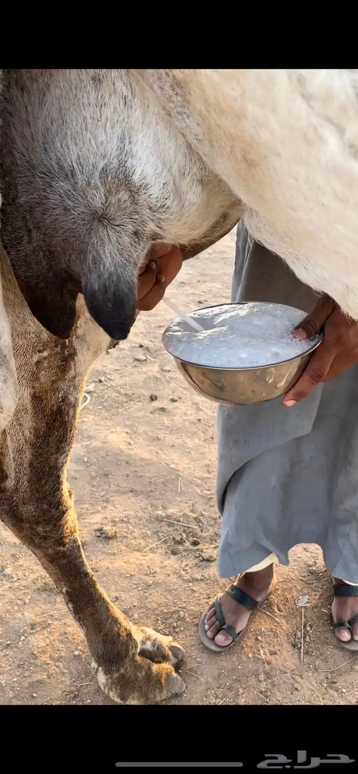 عشرا عليانيه كفووو 7