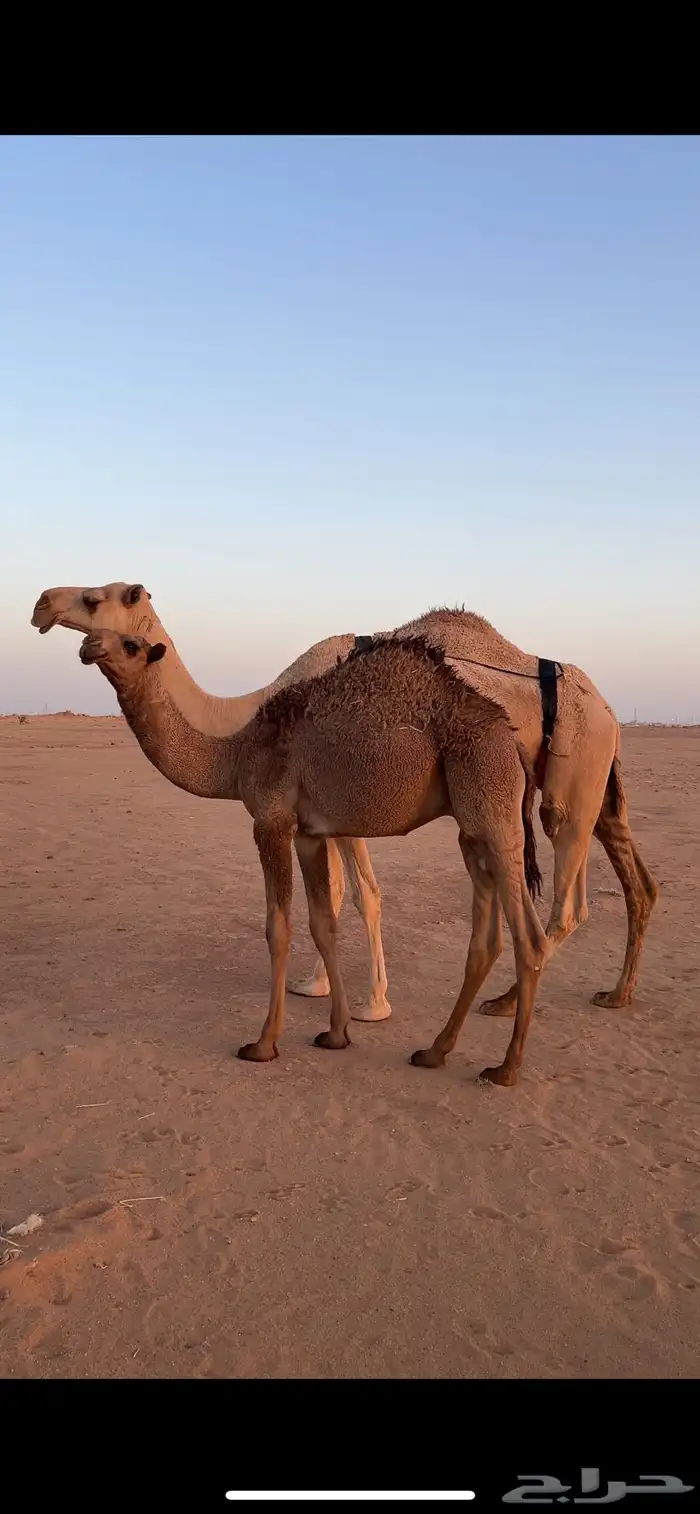 عشرا تحتها قعود 3
