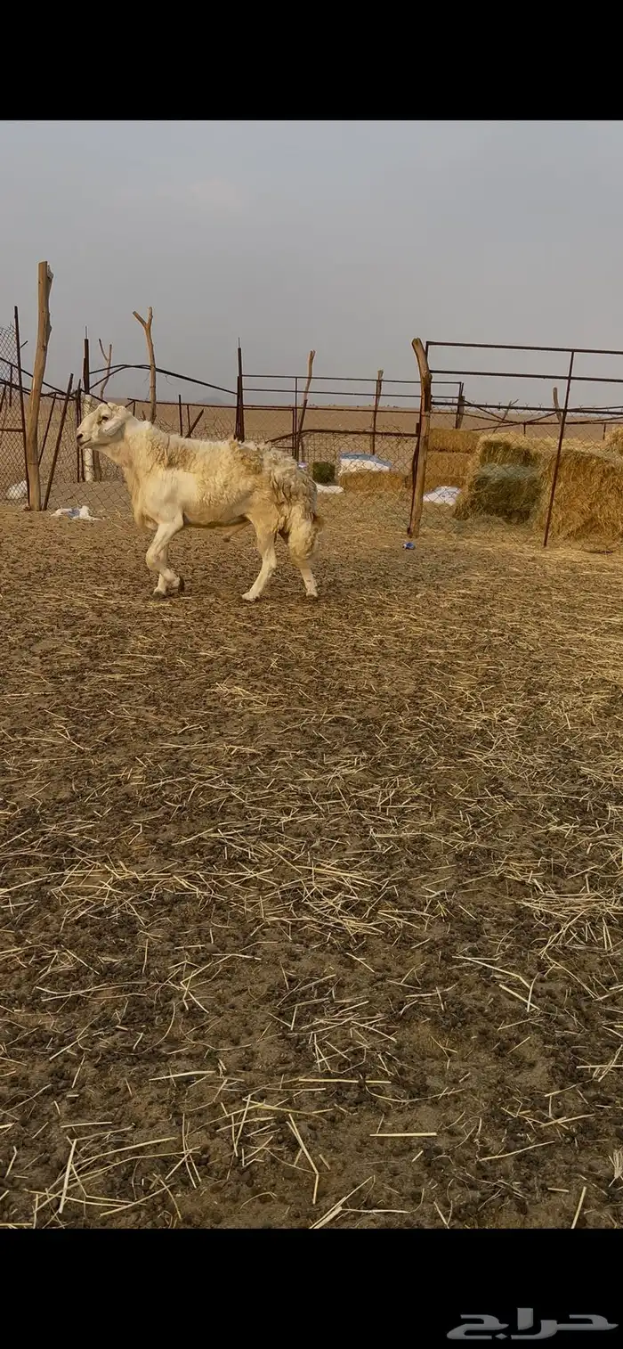 طلي فحل صنف 2