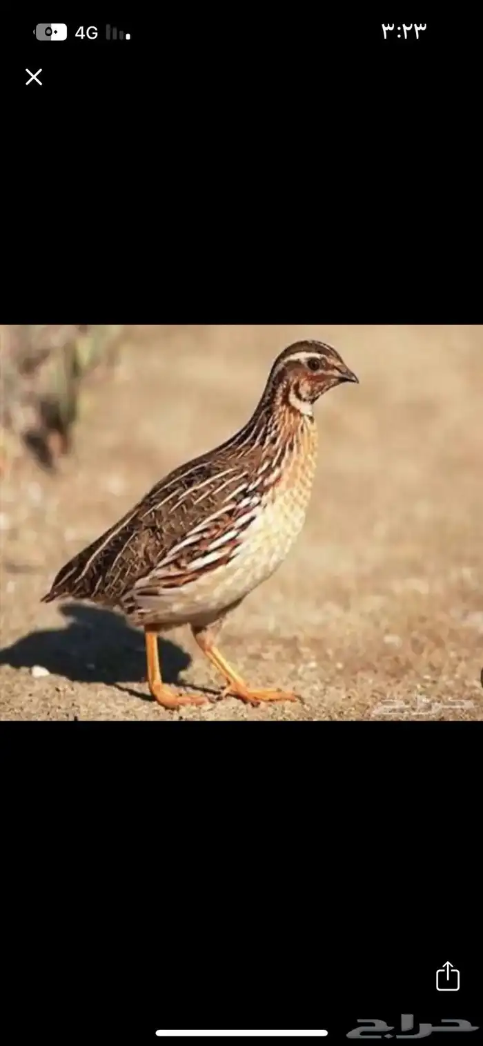 سمان حي فرش ونشيط شرط 0