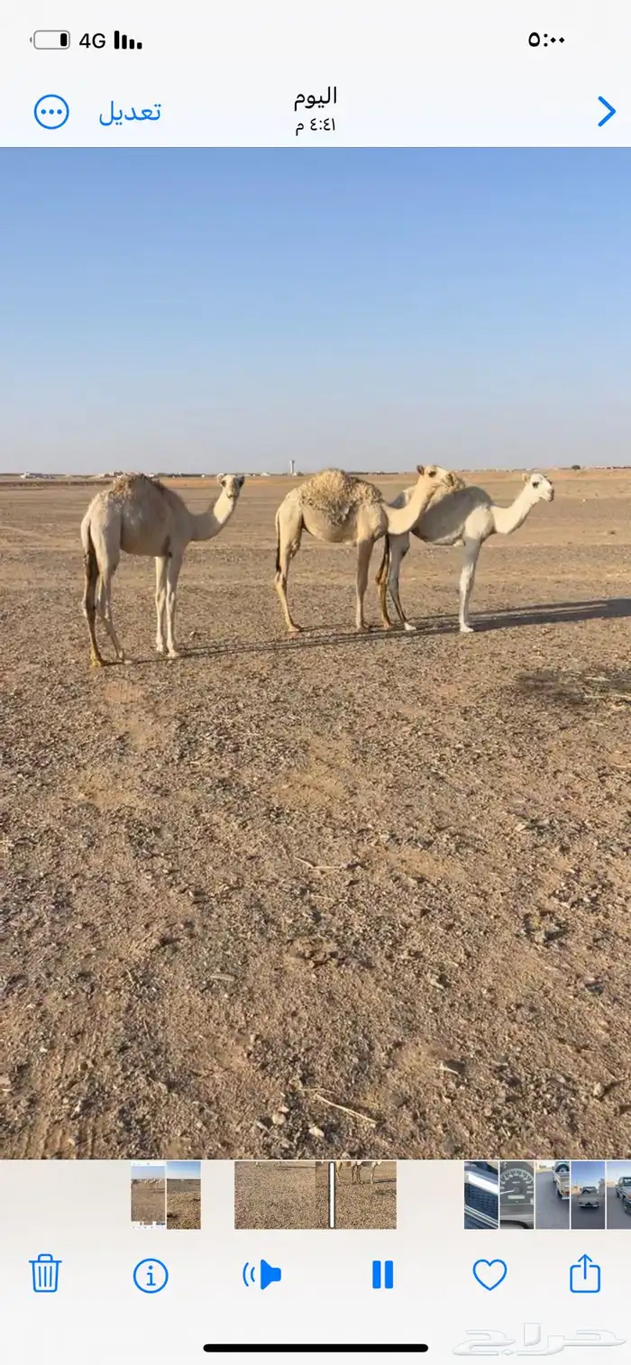حشو للبيع 0