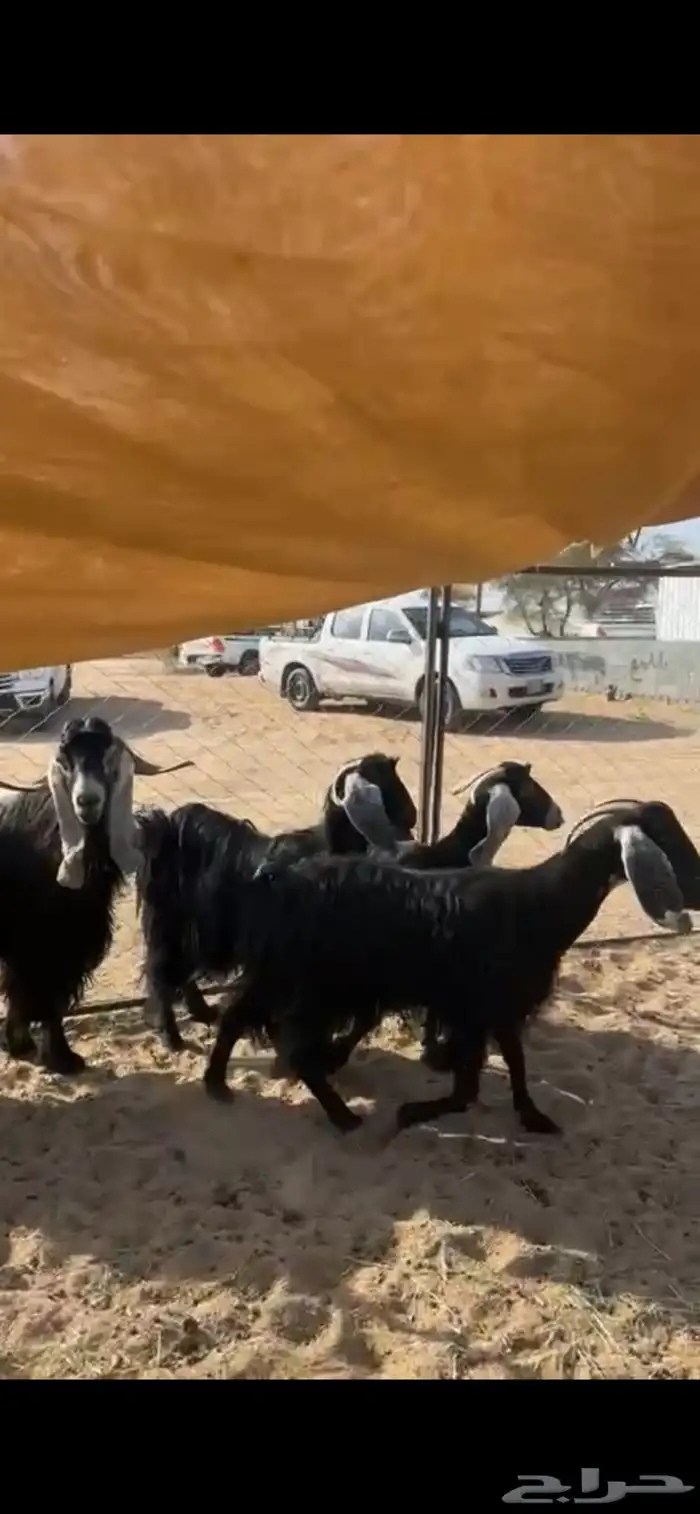 معزا 4