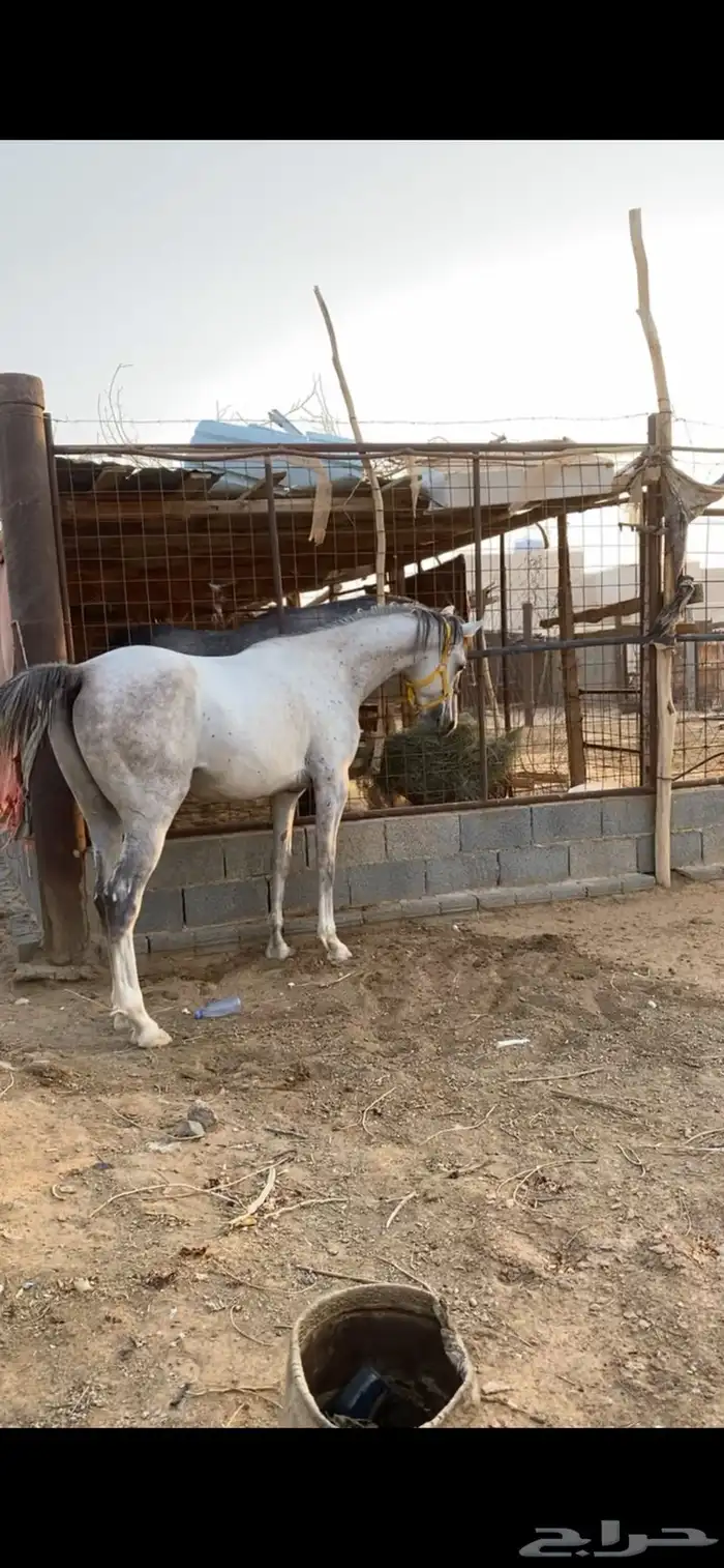 حصان شعبي سبوق 6