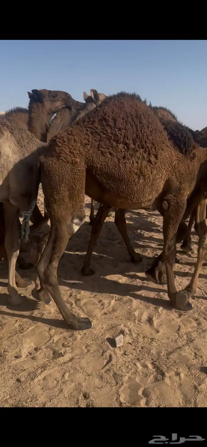 قعود لباني 1