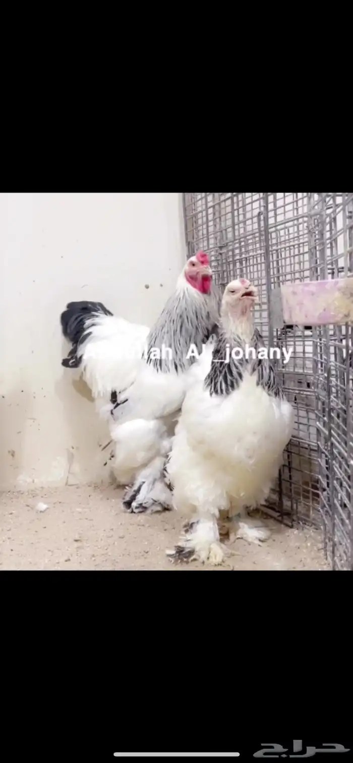 طقم براهما كولمبي 0