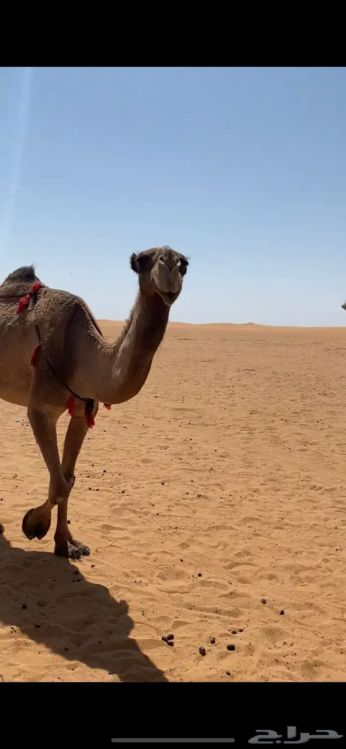 ضريبه صفراء طيبه للبيع 0