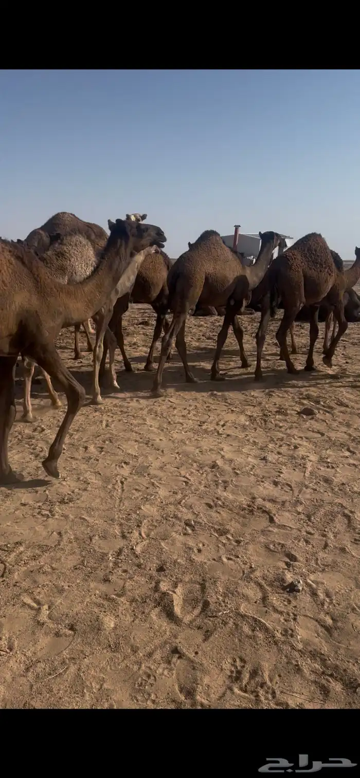 قعود لباني 3