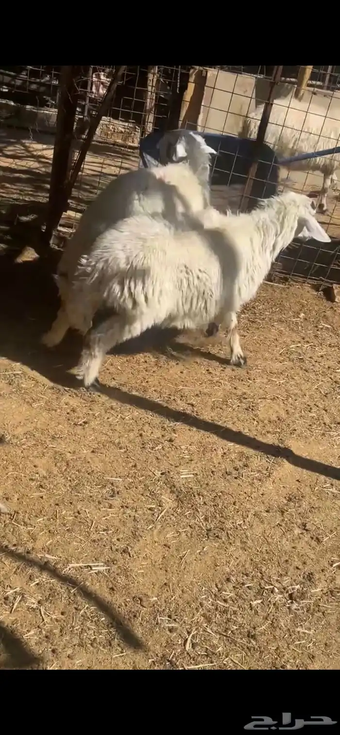 لبيع خرفان مهاجين عمارها 4 شهور 11