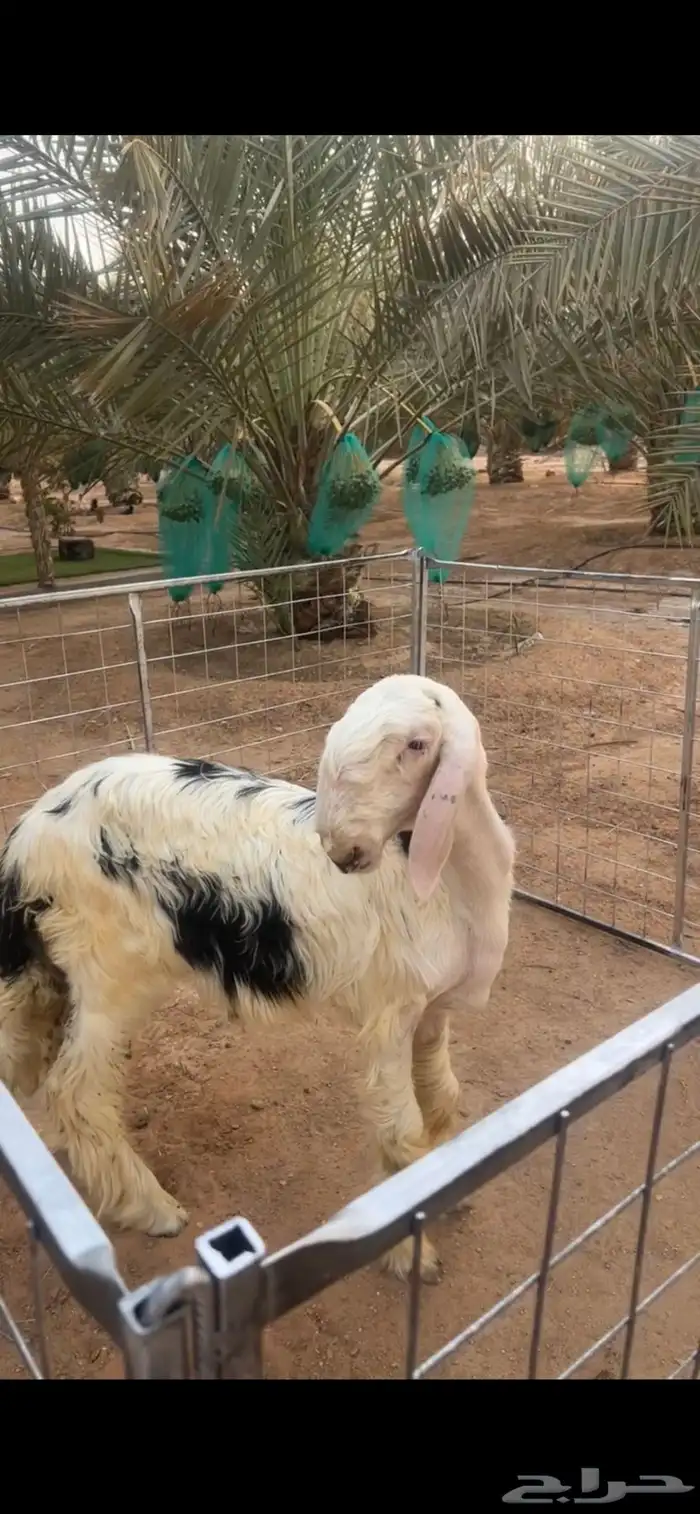 نجدي 3