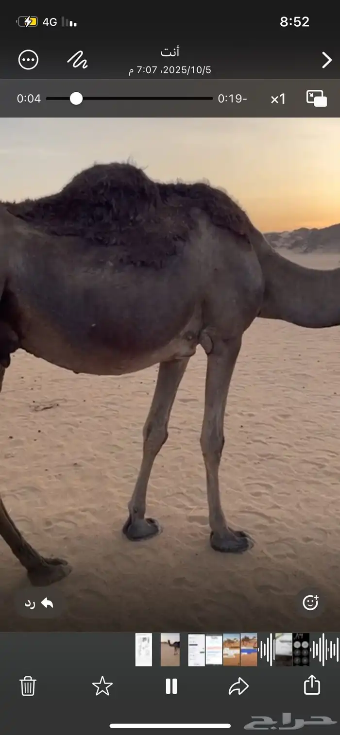 ضرايب توه مبيوعه عيالها 0