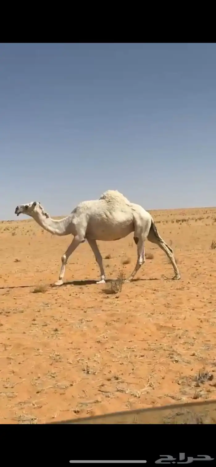 ابل للبيع . بكار وضح . عشاير . ضرايب 1