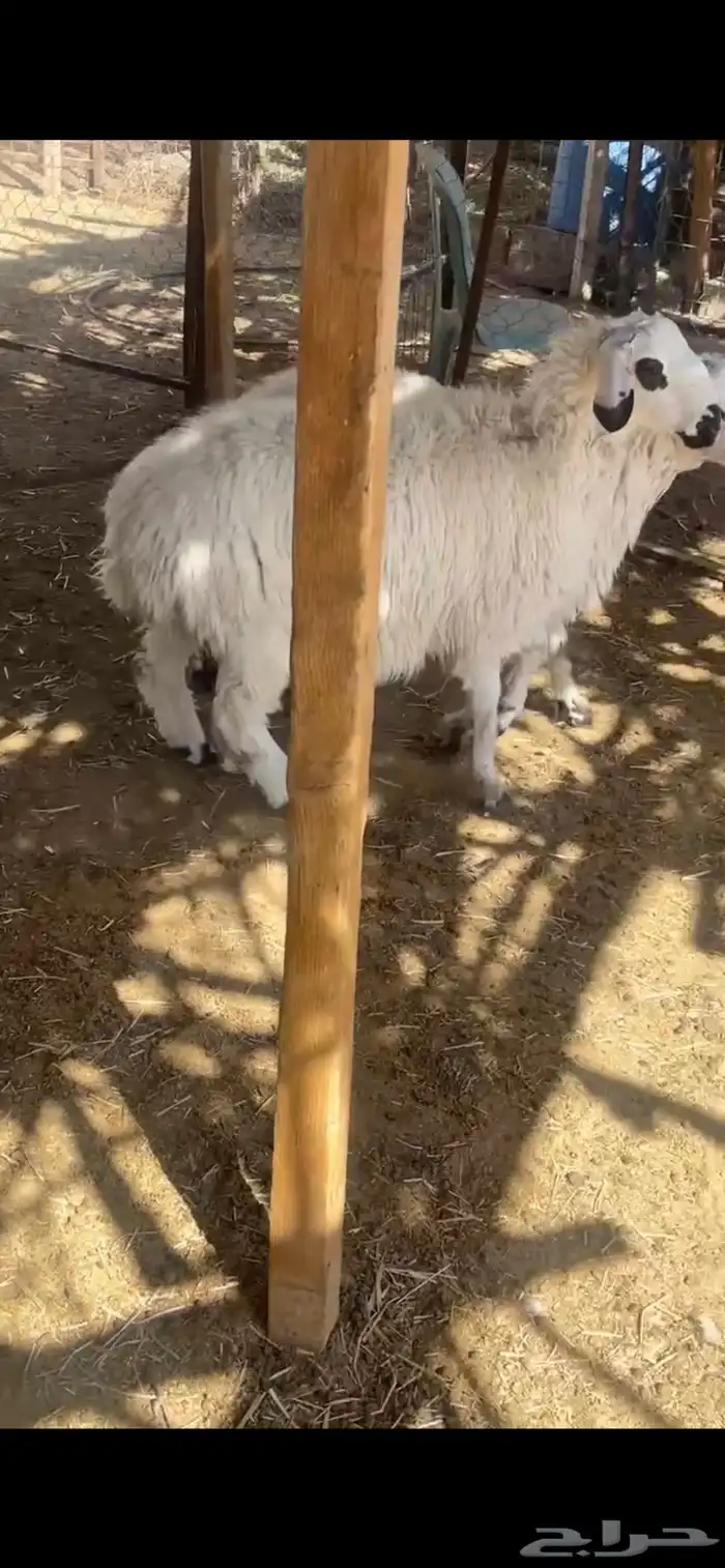 لبيع خرفان مهاجين عمارها 4 شهور 10