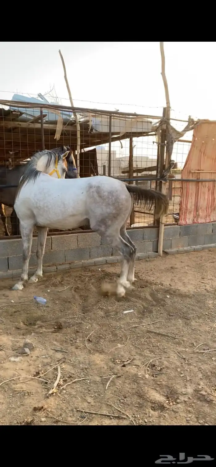 حصان شعبي سبوق 4