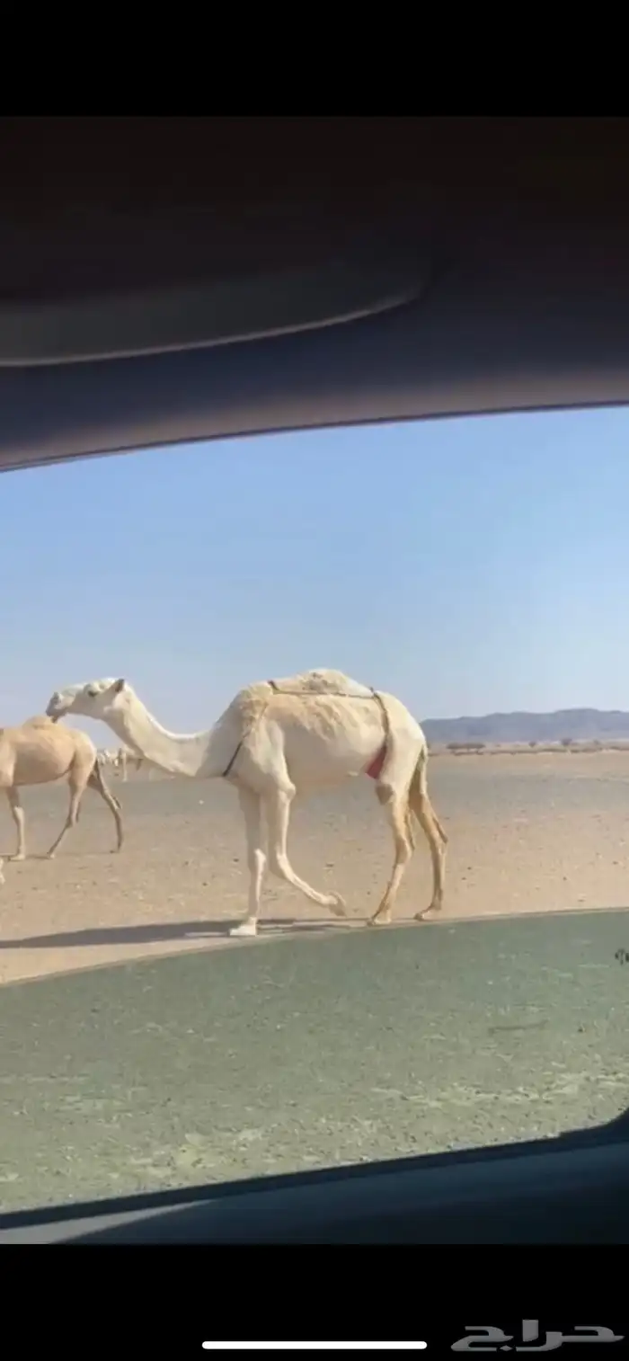 البيع ناقه 1