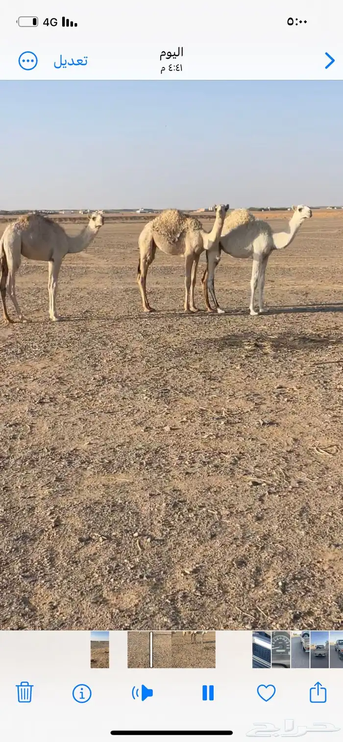 حشو للبيع 1