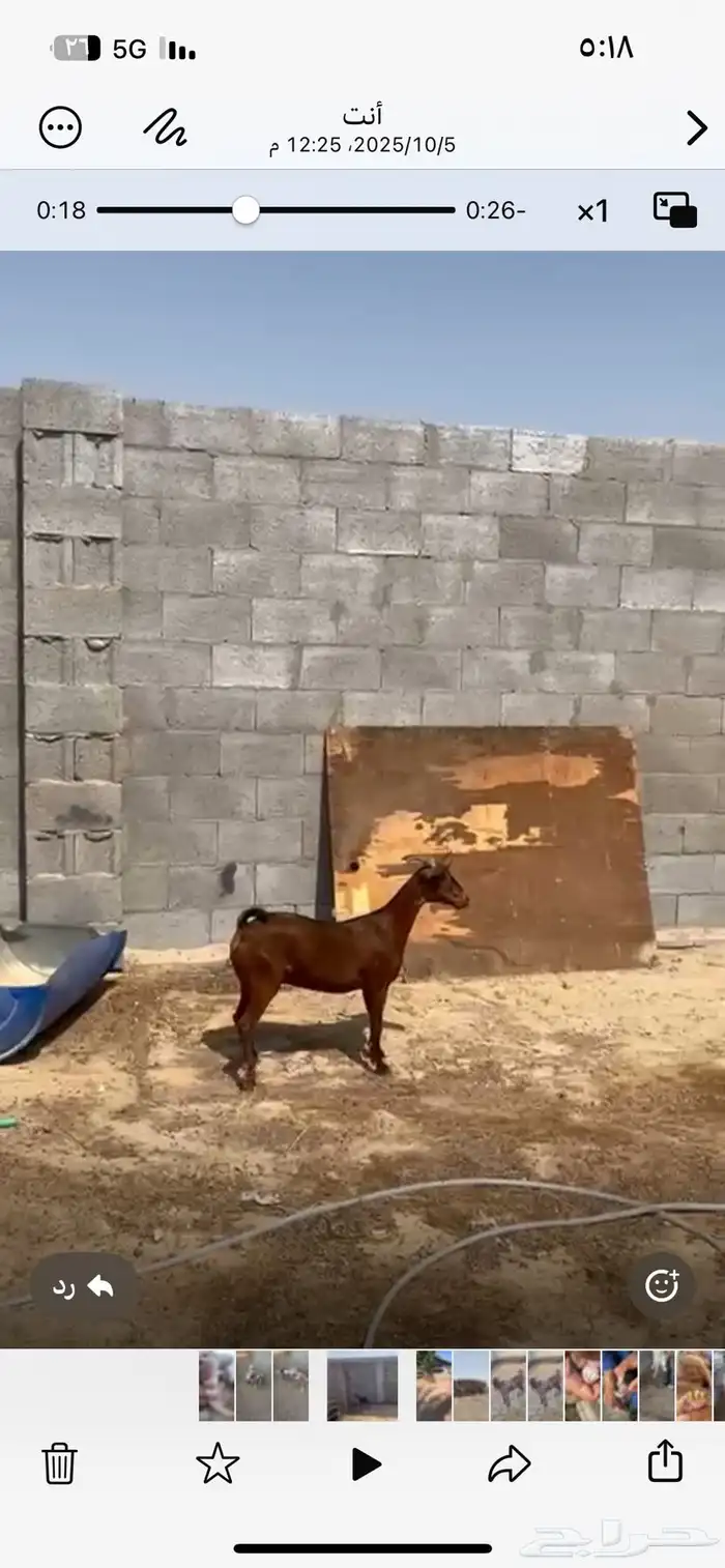عنز 0