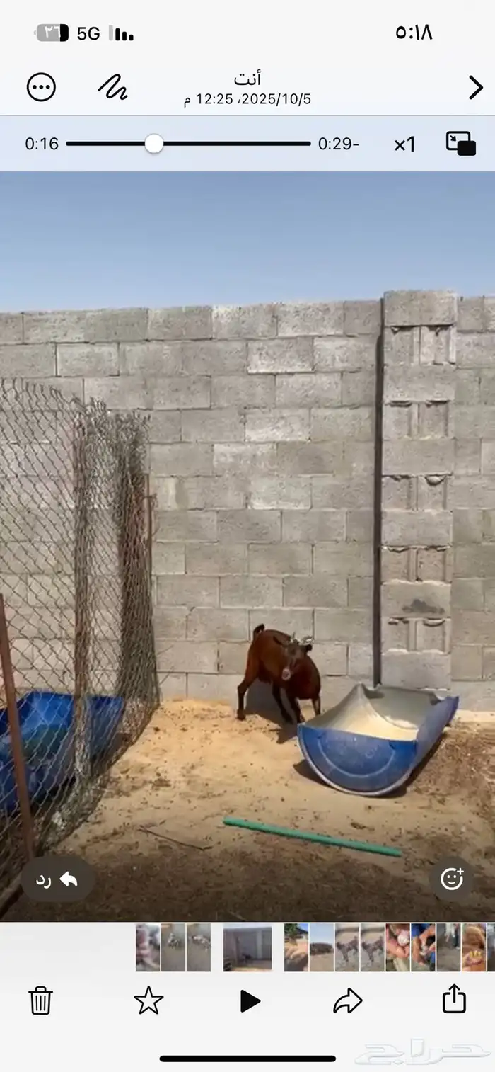 عنز 4