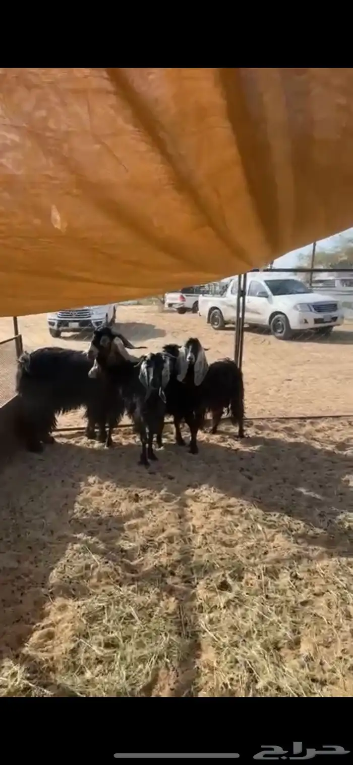 معزا 1