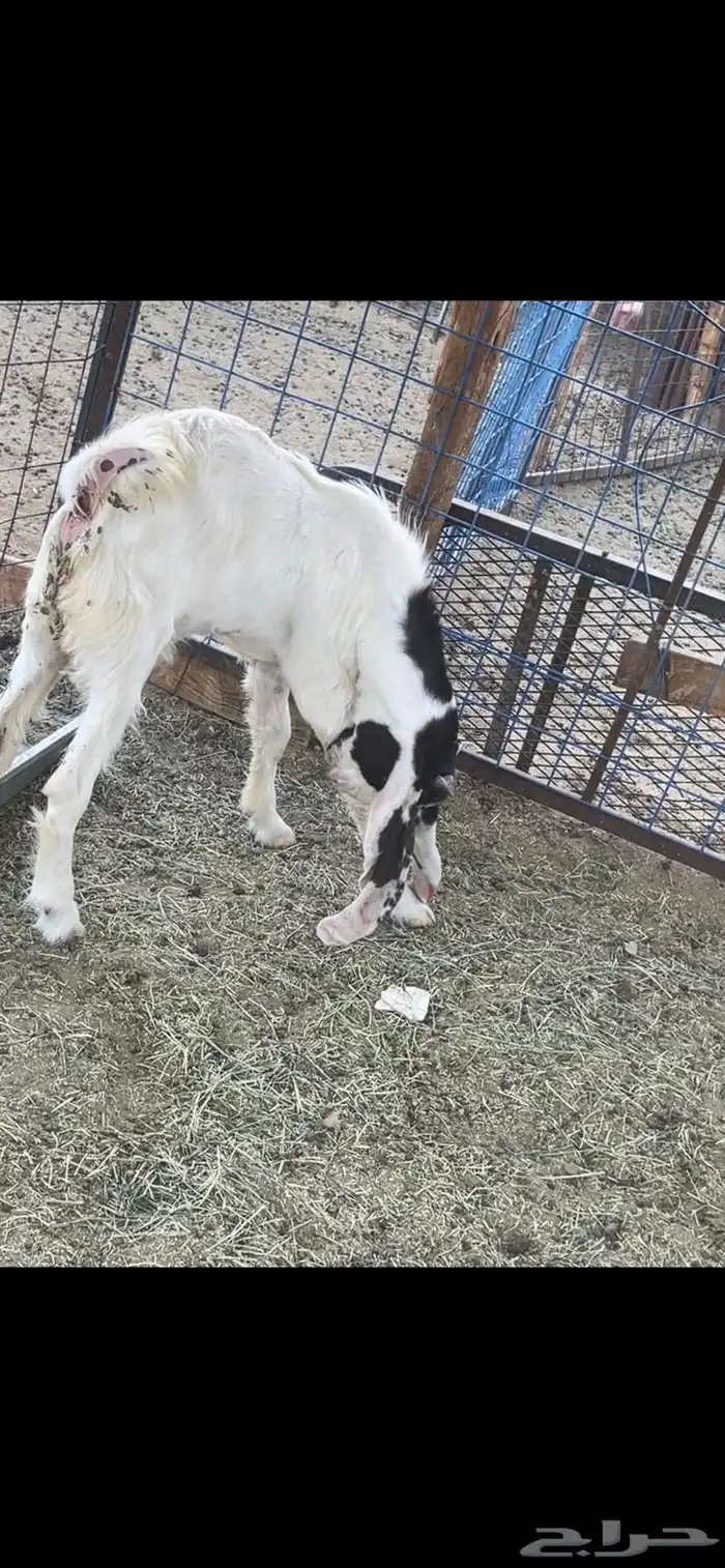 تيس ذبيحه 0