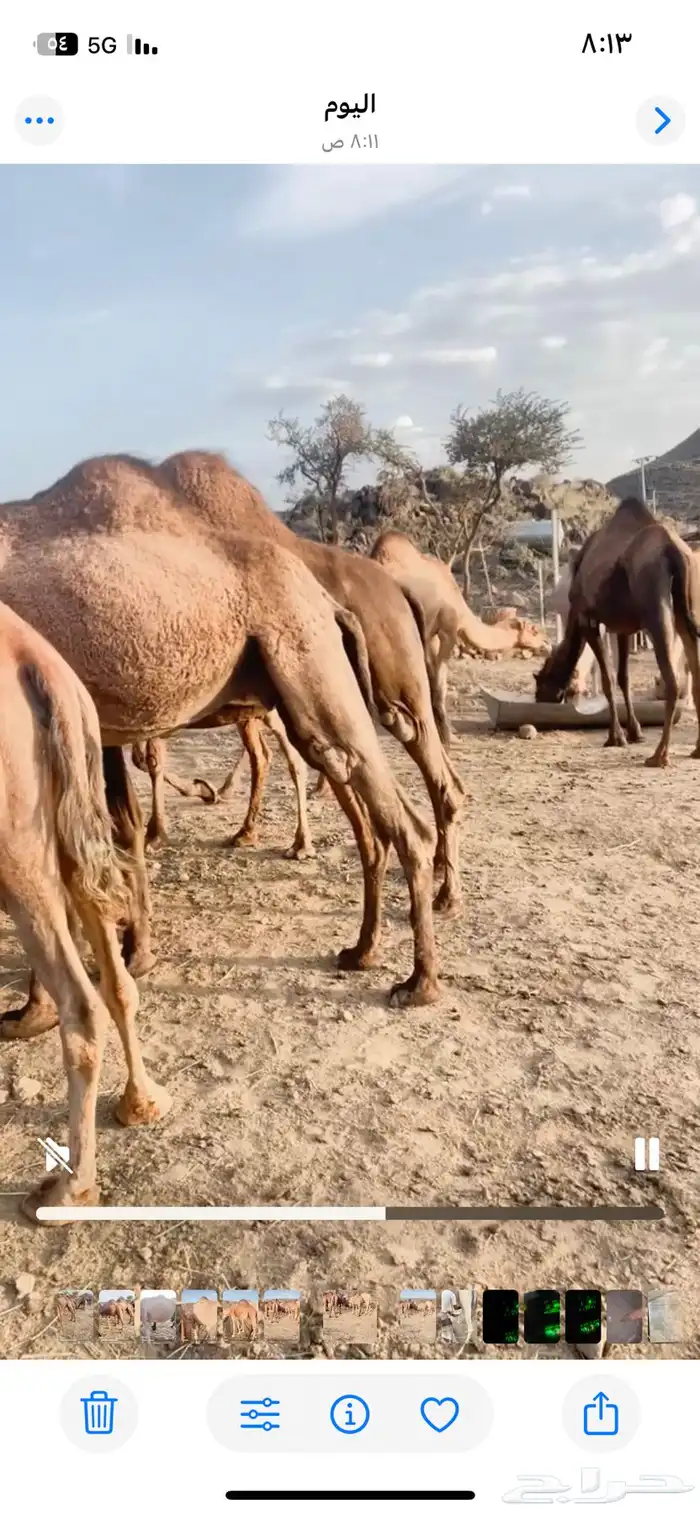 ابل للبيع عدد 14 وقعودين 4