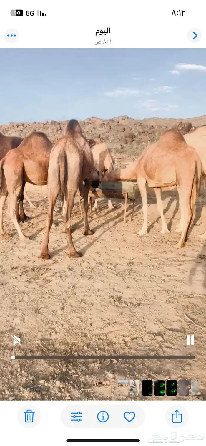 ابل للبيع عدد 14 وقعودين 11