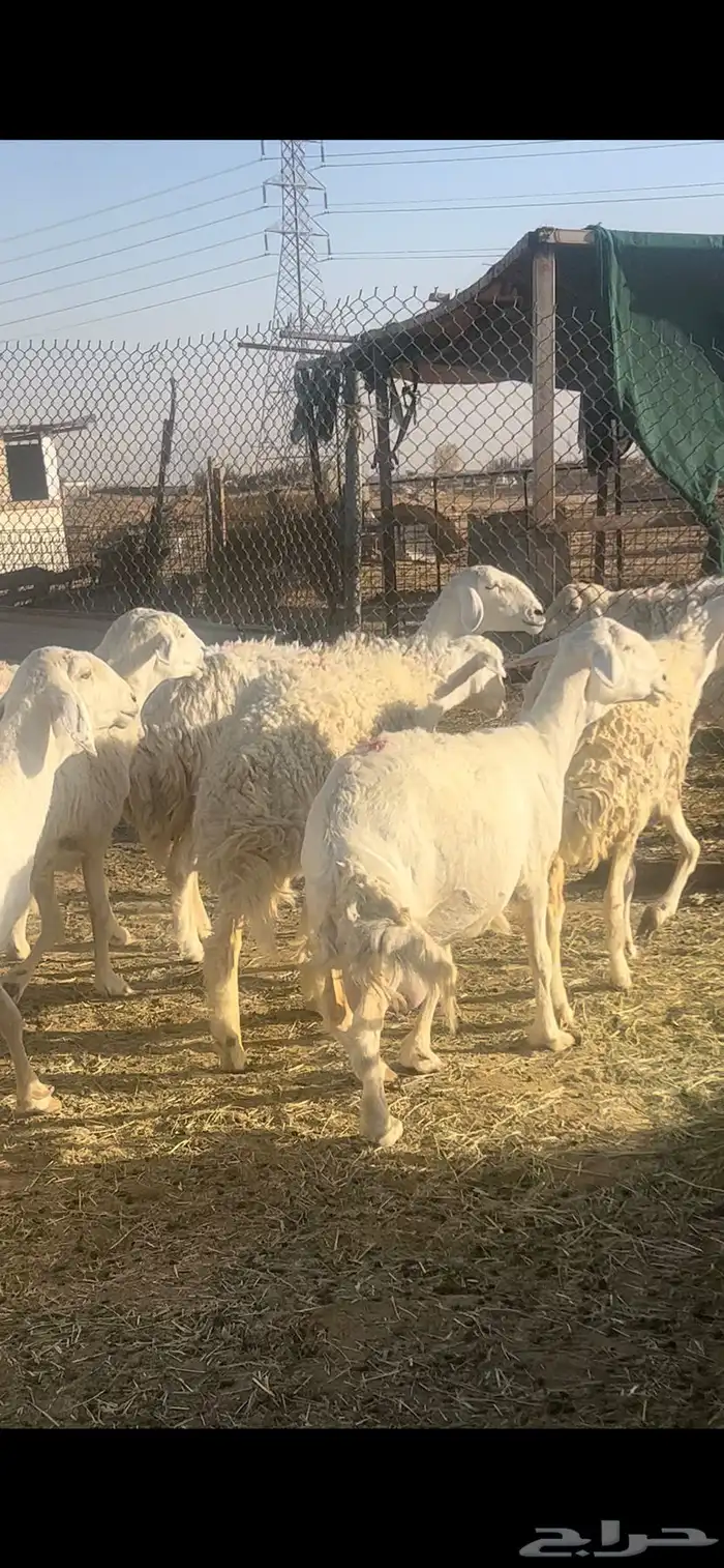 غنم حريات صنف 2