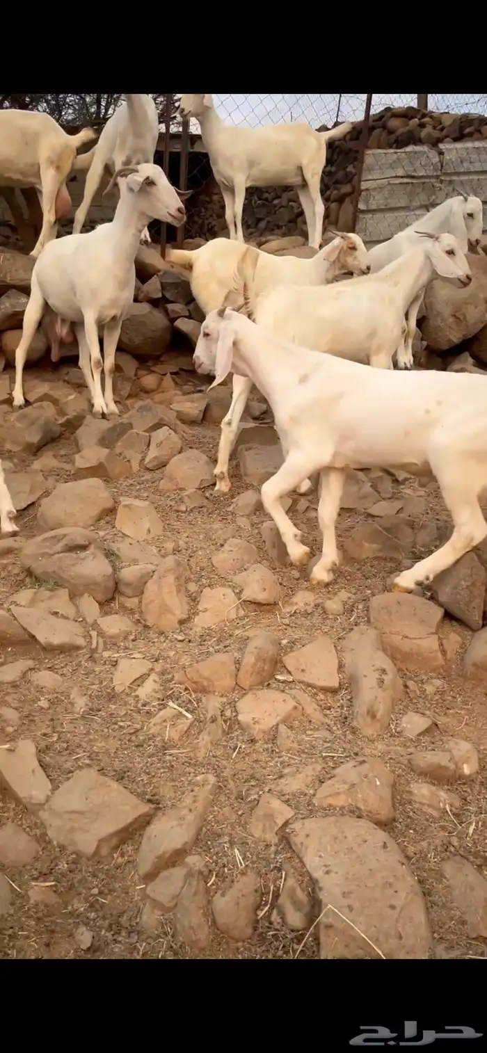 تيس بيشي ابرص تم البيع 2
