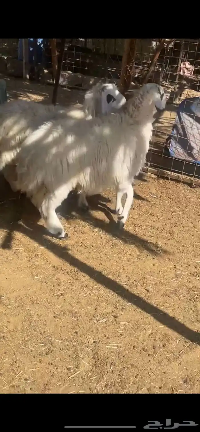 لبيع خرفان مهاجين عمارها 4 شهور 9