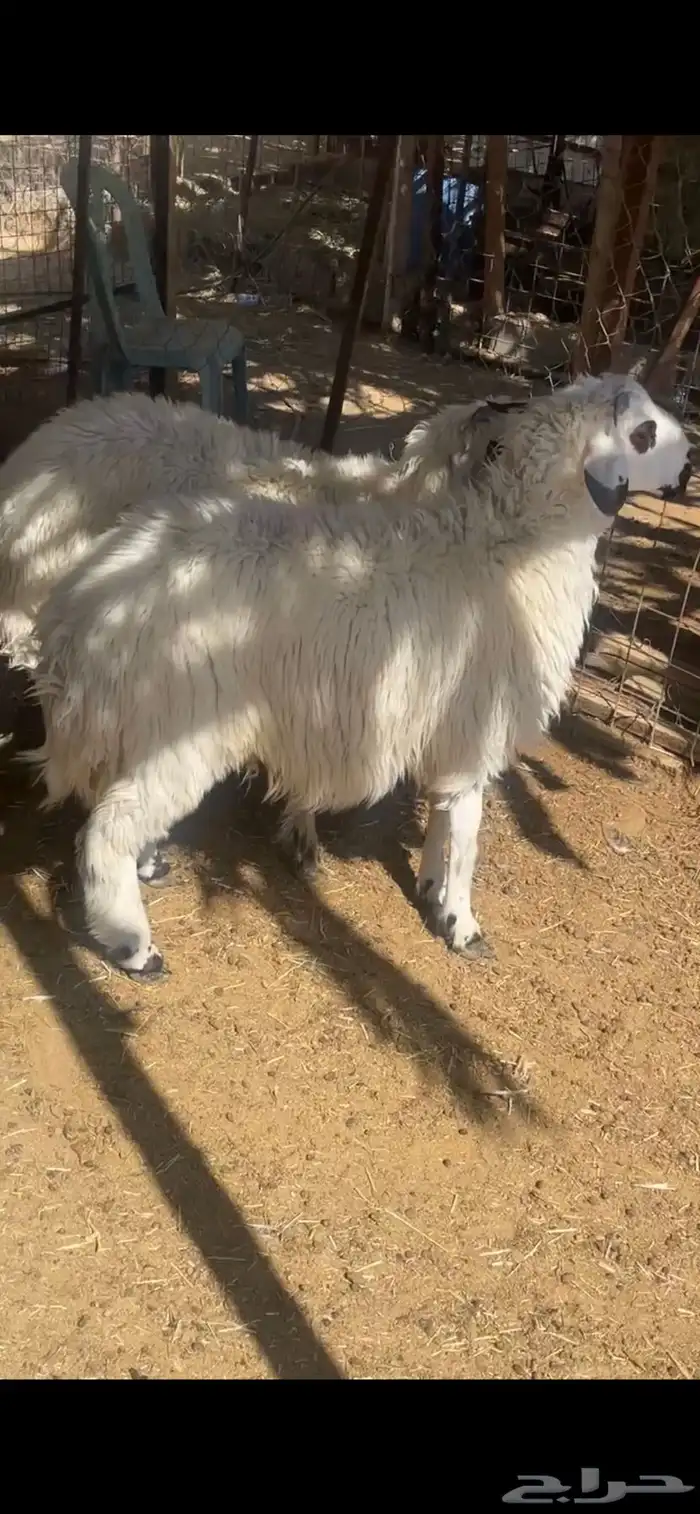 لبيع خرفان مهاجين عمارها 4 شهور 6