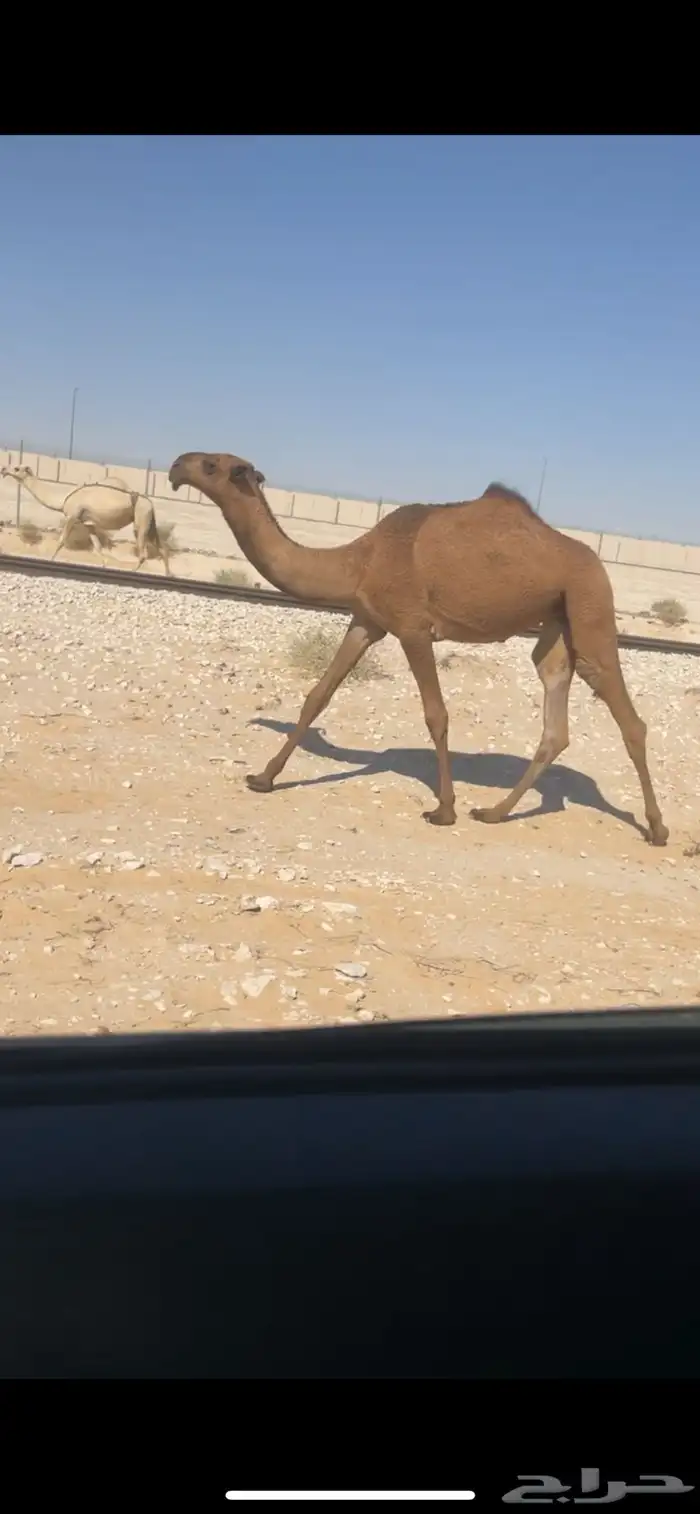 بكره صفرا 2