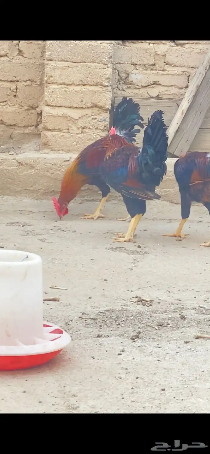 ديوك بلدي ترثة 2