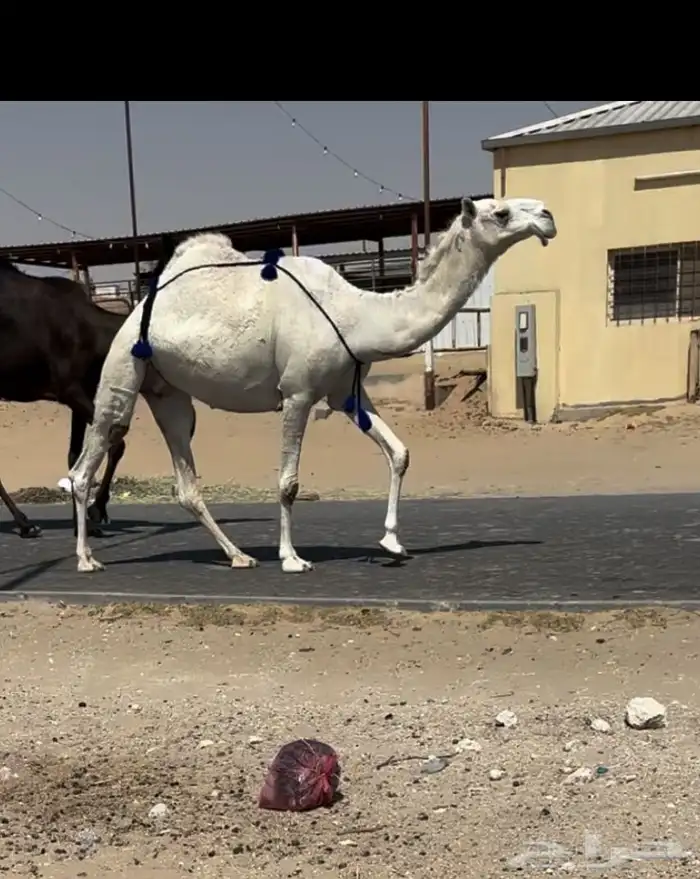ضروبه 1
