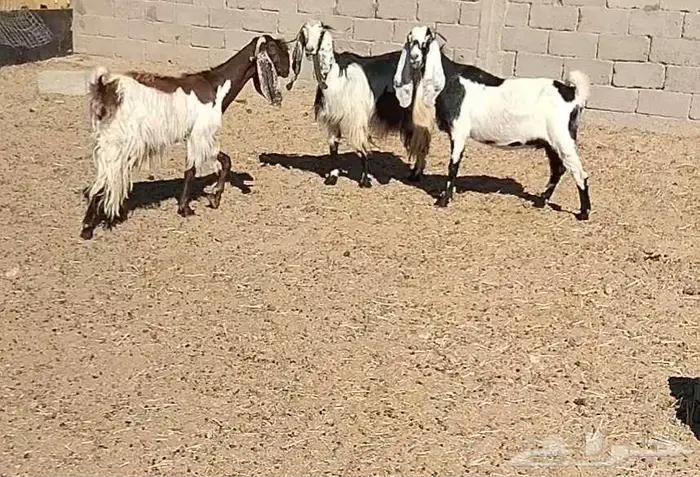 معزا مشاريك 5