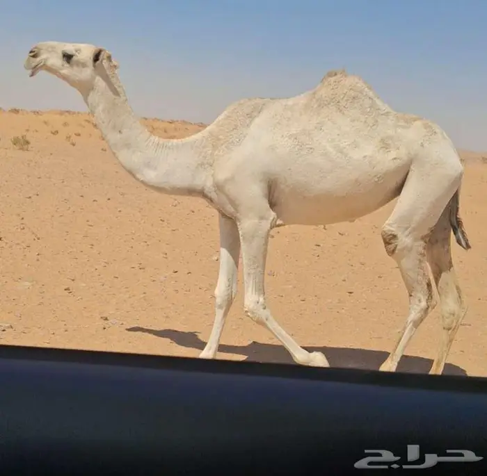 بكره طيبه 0