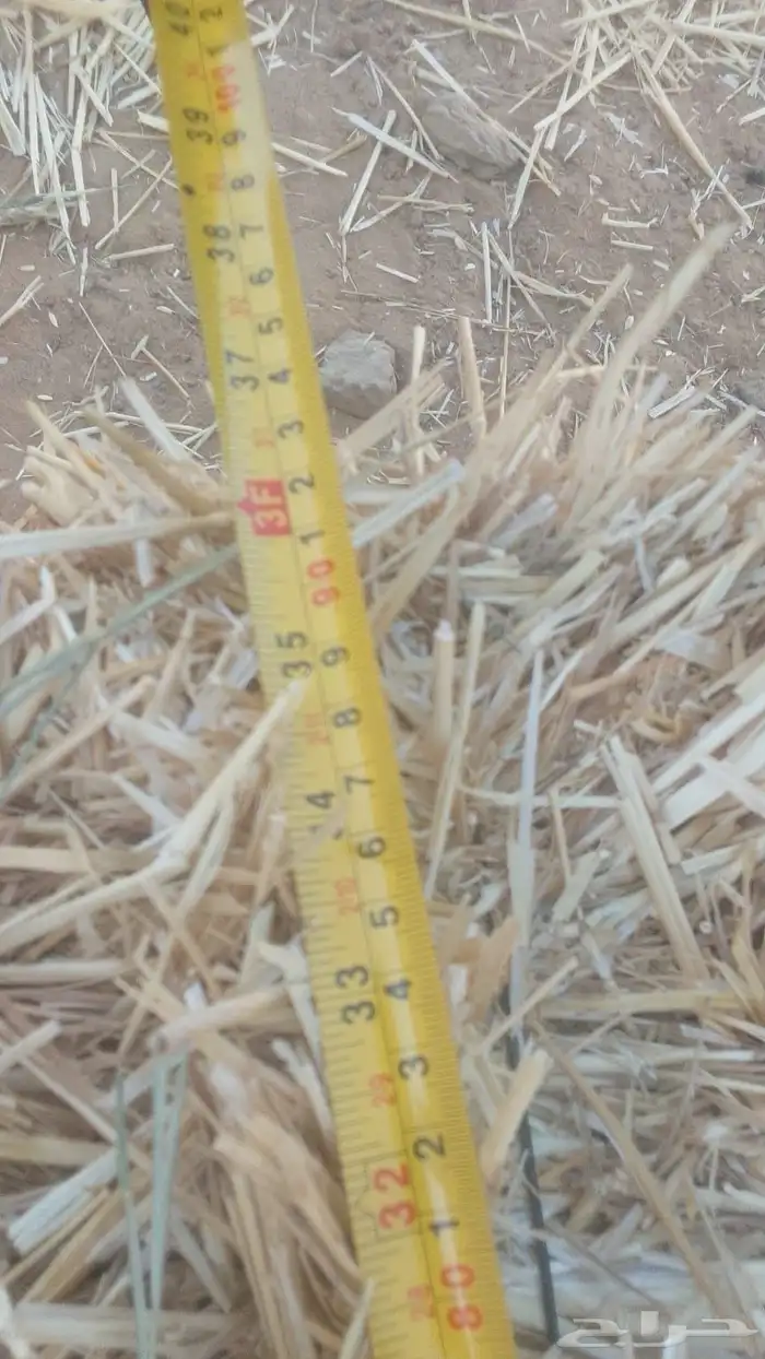 للبيع تبن بر جديد 3