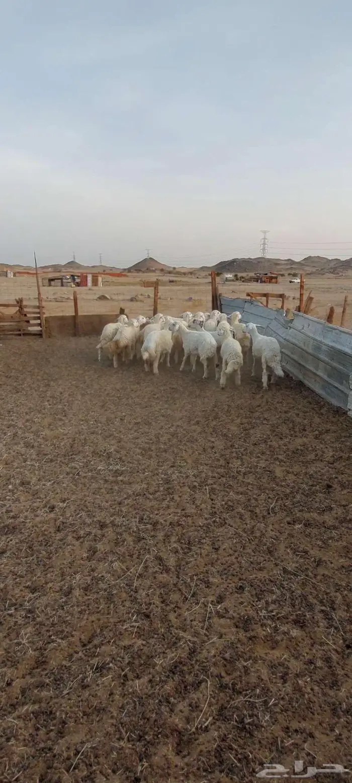 طليان ضيفان . ورخال ذبايح مناسبات ومقنا 0