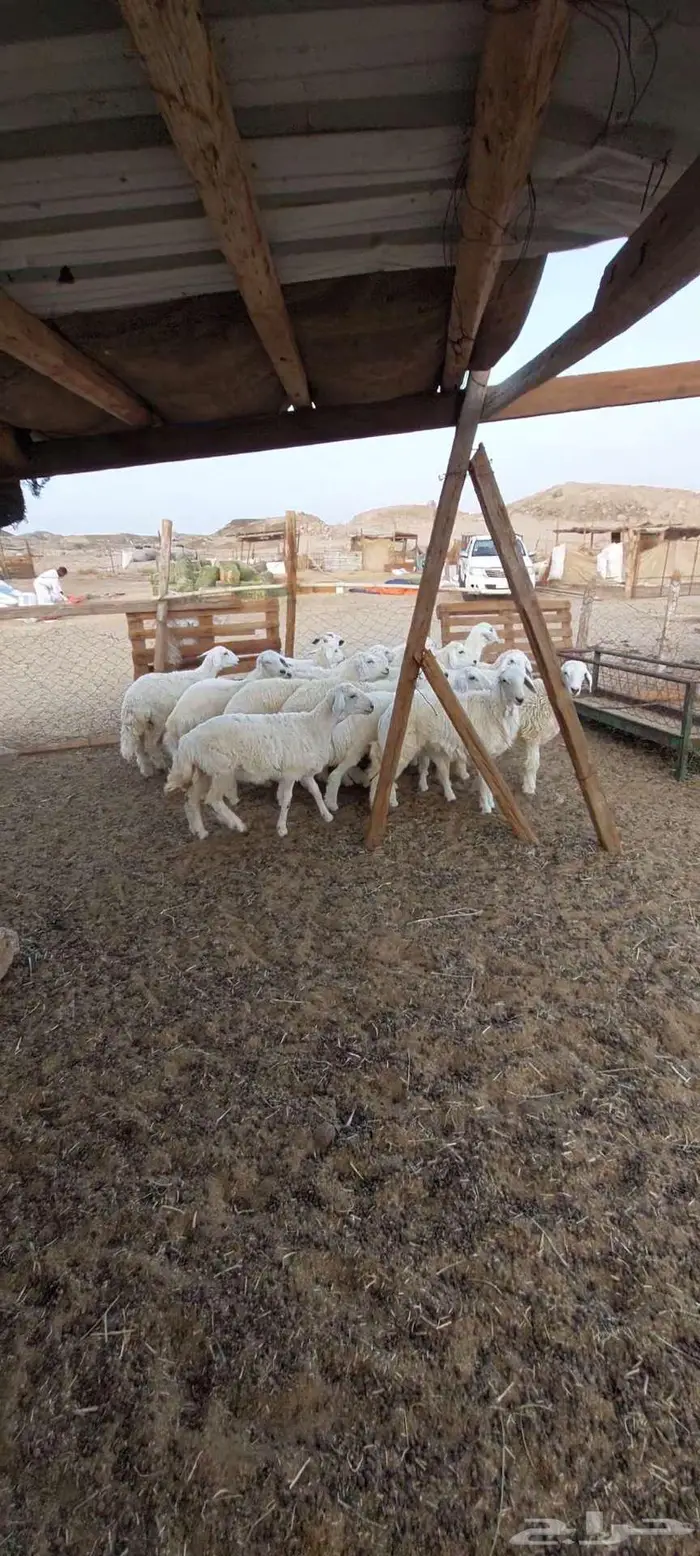 طليان ضيفان . ورخال ذبايح مناسبات ومقنا 3