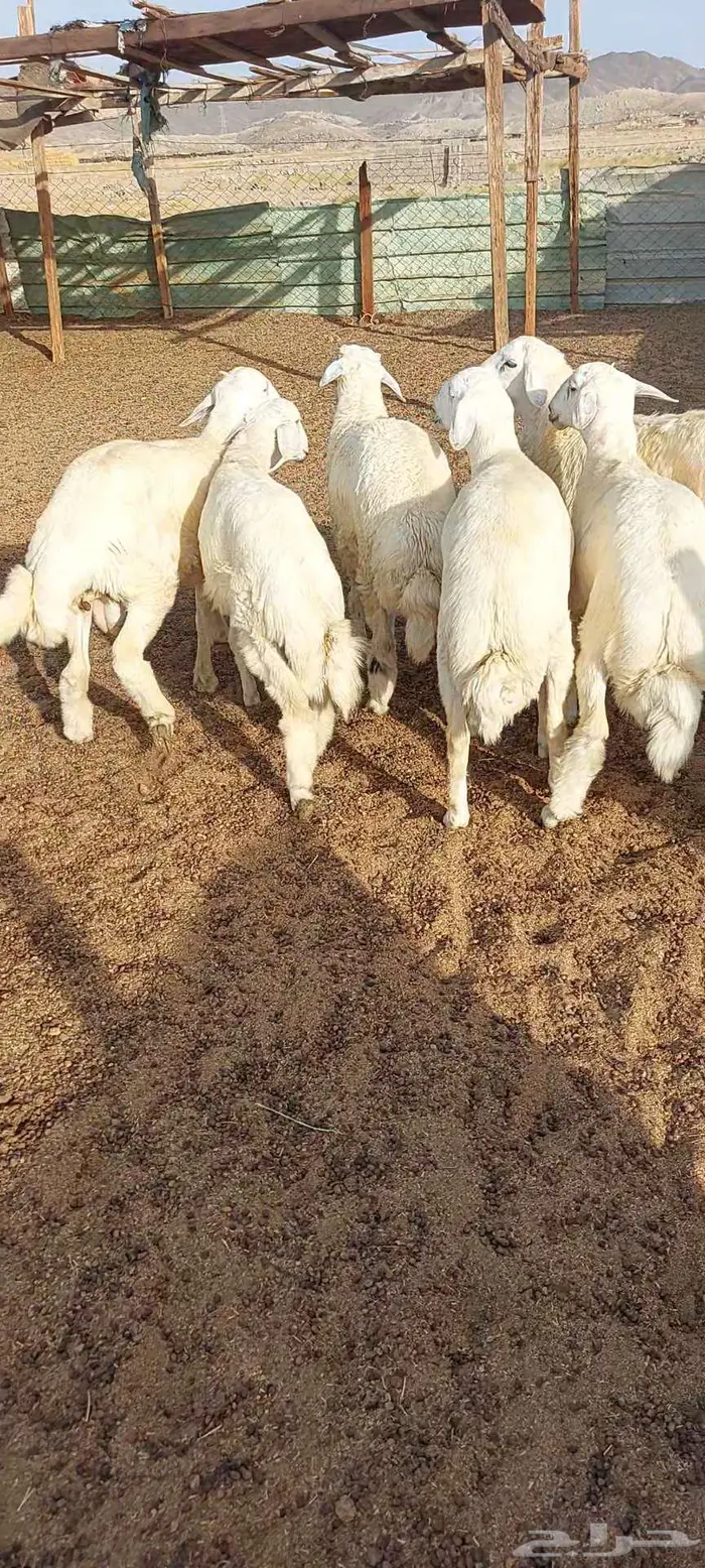 طليان ضيفان . ورخال ذبايح مناسبات ومقنا 4
