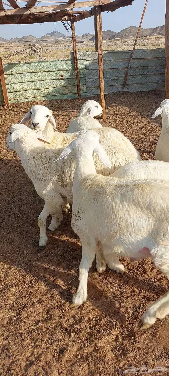 طليان ضيفان . ورخال ذبايح مناسبات ومقنا 5