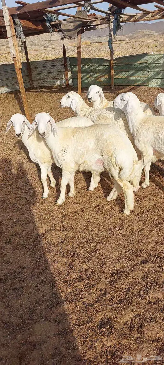 طليان ضيفان . ورخال ذبايح مناسبات ومقنا 7