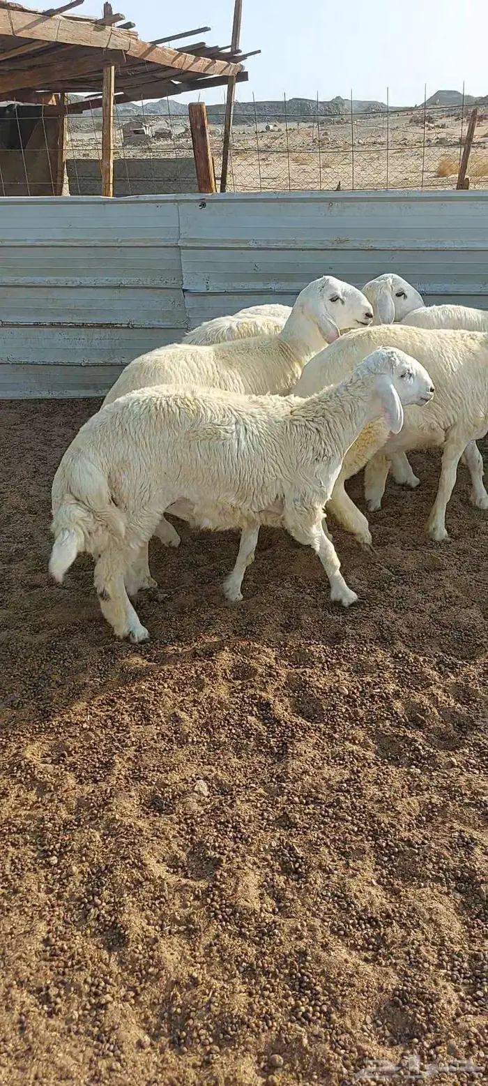 طليان ضيفان . ورخال ذبايح مناسبات ومقنا 8
