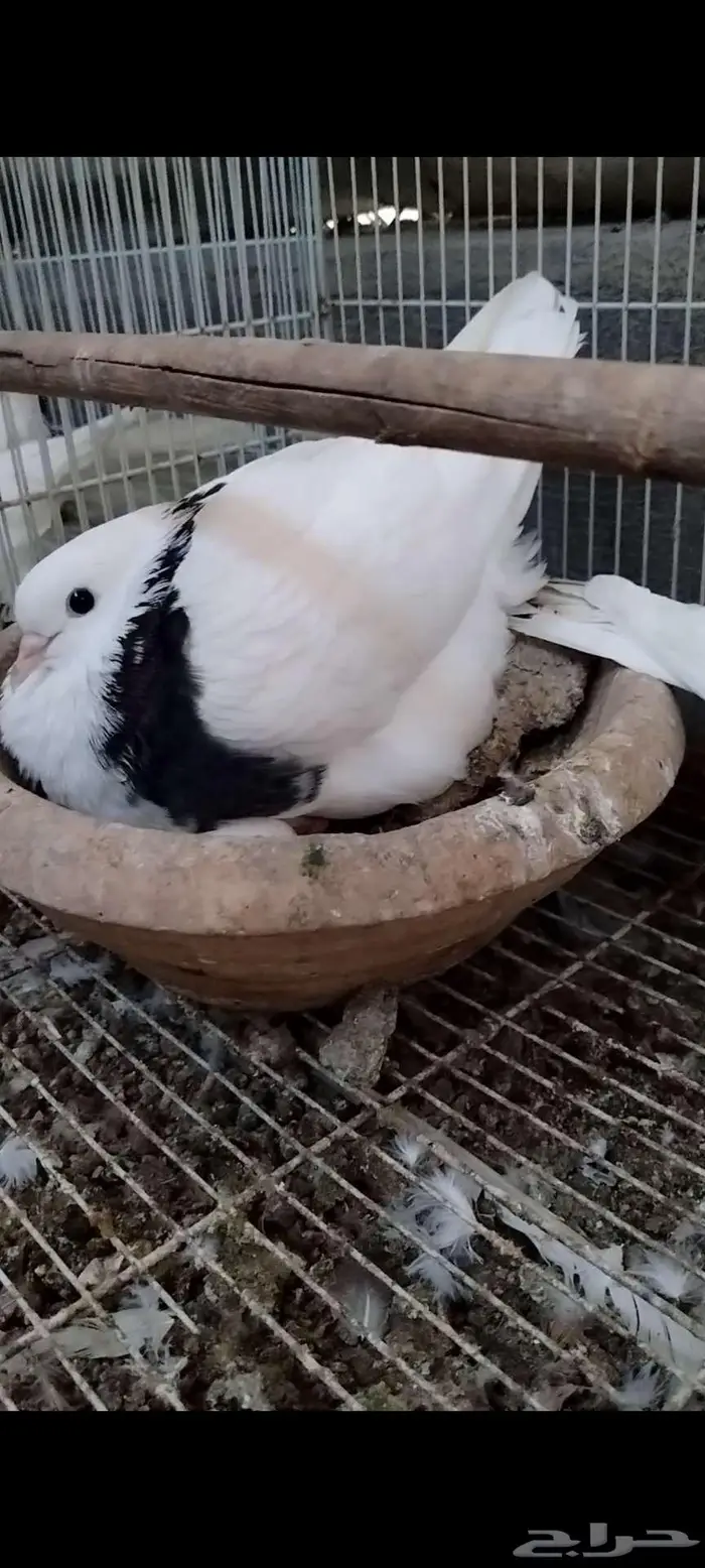 للبيع جوز أيراني 3