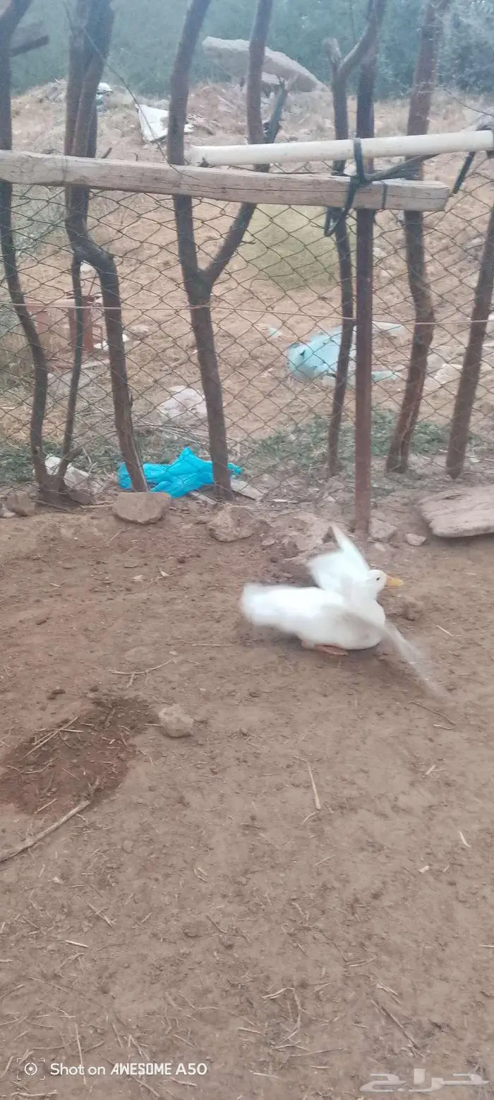 ذكر بط بكيني للبدل بدجاجه مع عيالها 0