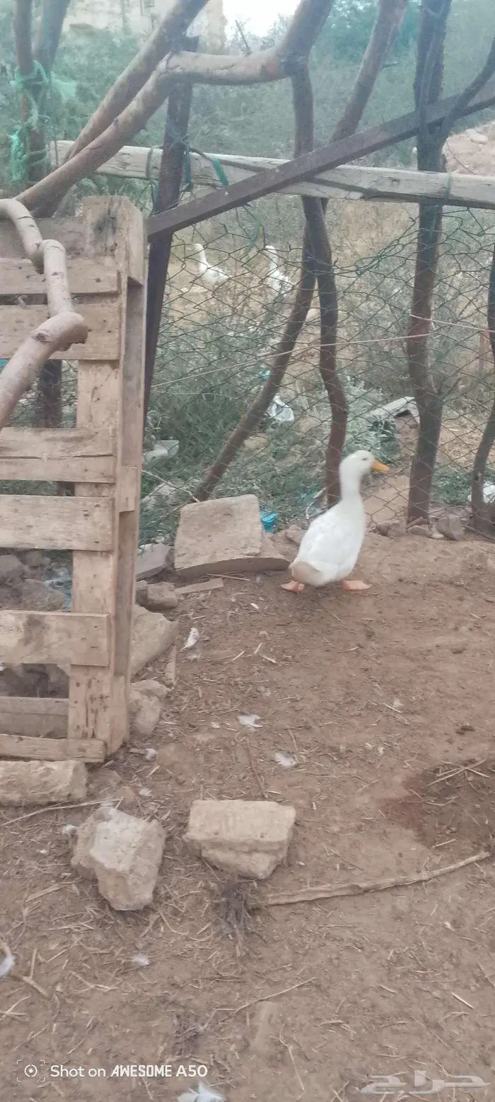 ذكر بط بكيني للبدل بدجاجه مع عيالها 1