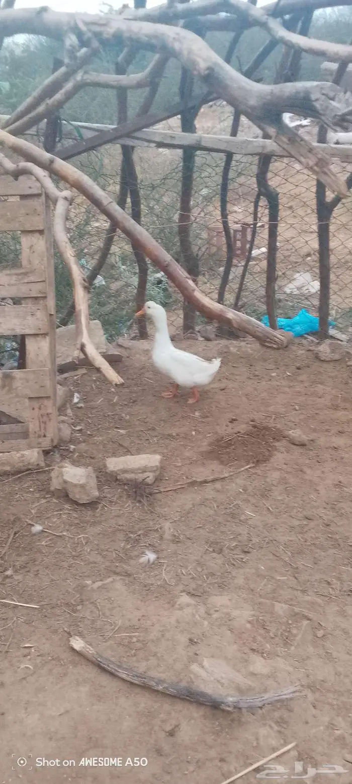 ذكر بط بكيني للبدل بدجاجه مع عيالها 2